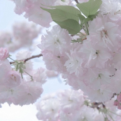 永安福瑞交流群